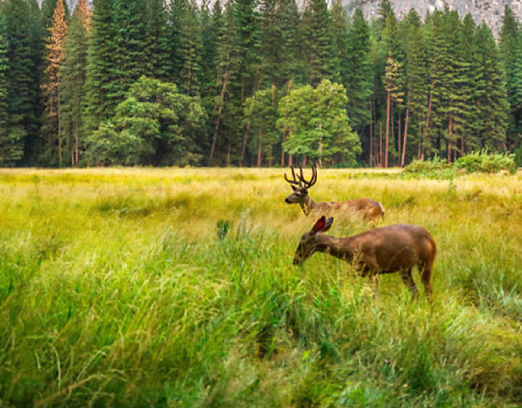 Dammwild Zu Schloss & Gut Liebenberg gehört ein Jagdrevier.
